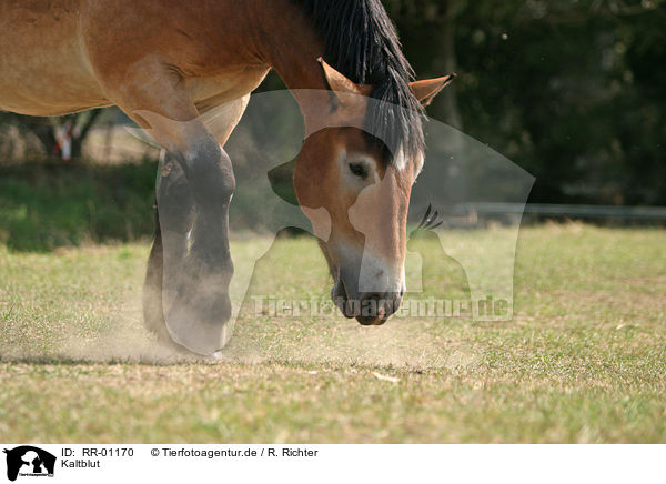 Kaltblut / big horse / RR-01170