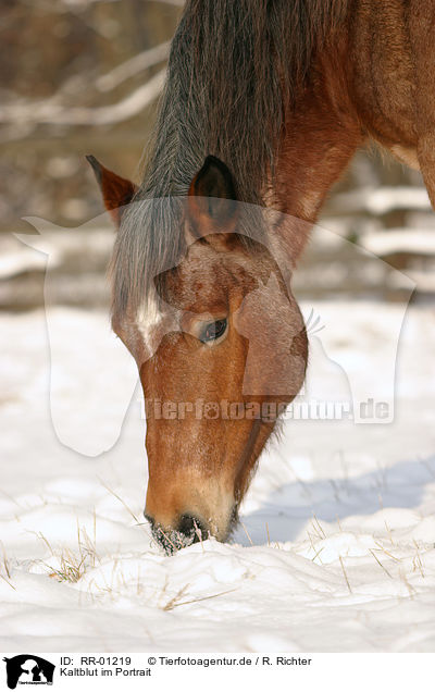 Kaltblut im Portrait / RR-01219