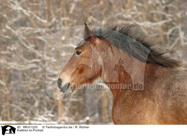 Kaltblut im Portrait / RR-01220