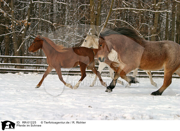 Pferde im Schnee / RR-01225