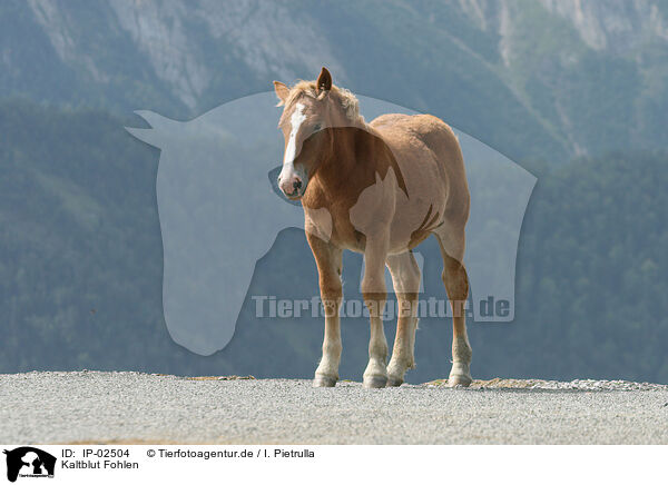 Kaltblut Fohlen / coldblood foal / IP-02504