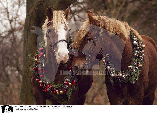 stehende Kaltblter / standing Heavy Horses / SB-01038