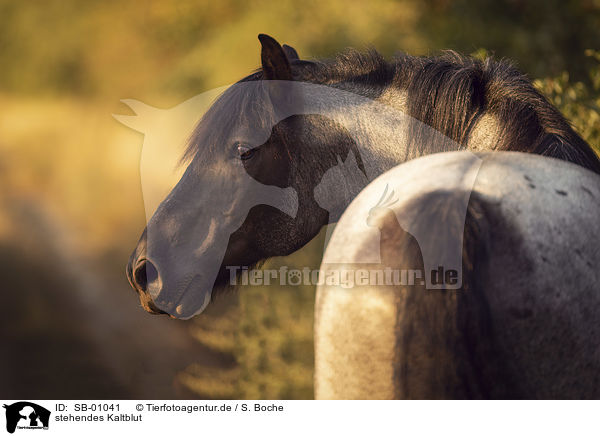 stehendes Kaltblut / standing Heavy Horse / SB-01041