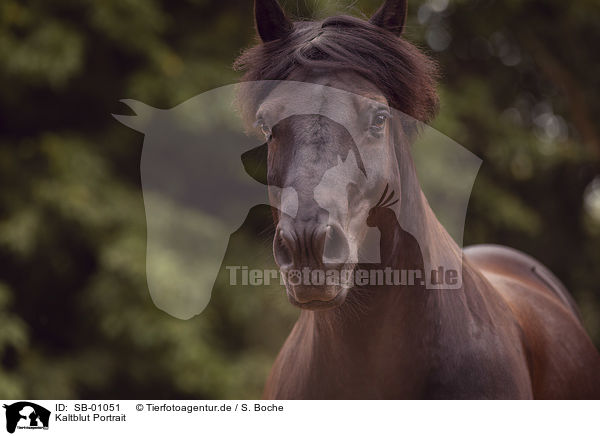 Kaltblut Portrait / Heavy Horse portrait / SB-01051