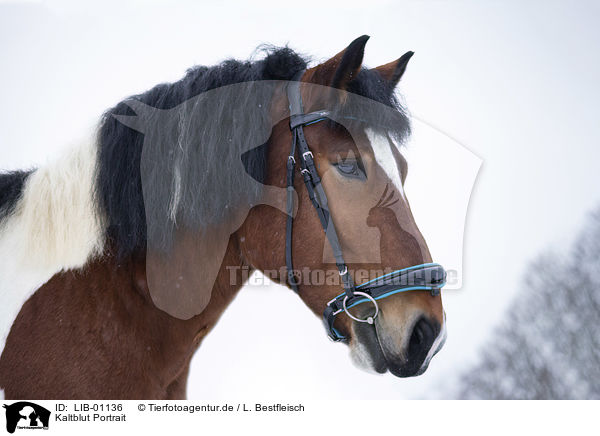 Kaltblut Portrait / Heavy Horse portrait / LIB-01136