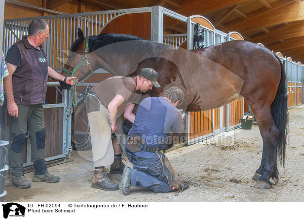 Pferd beim Schmied / FH-02094