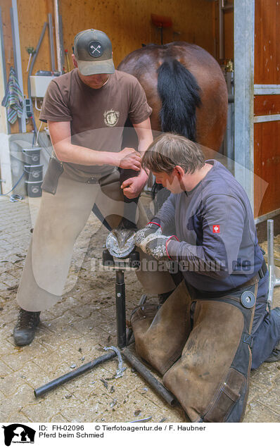 Pferd beim Schmied / horse at blacksmith / FH-02096