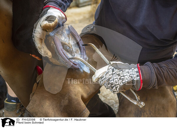 Pferd beim Schmied / horse at blacksmith / FH-02098