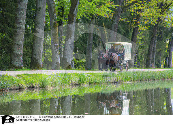 Kaltblter vor der Kutsche / coldbloods in front of the carriage / FH-02113