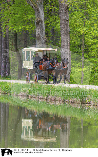 Kaltblter vor der Kutsche / coldbloods in front of the carriage / FH-02114