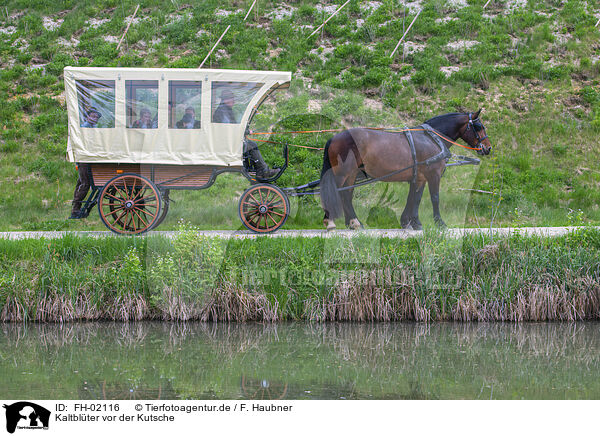 Kaltblter vor der Kutsche / coldbloods in front of the carriage / FH-02116