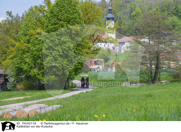 Kaltblter vor der Kutsche / coldbloods in front of the carriage / FH-02118