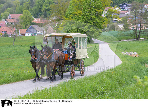 Kaltblter vor der Kutsche / coldbloods in front of the carriage / FH-02120