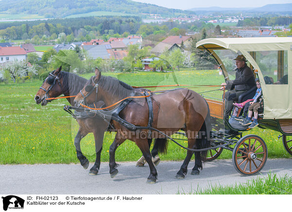 Kaltblter vor der Kutsche / coldbloods in front of the carriage / FH-02123