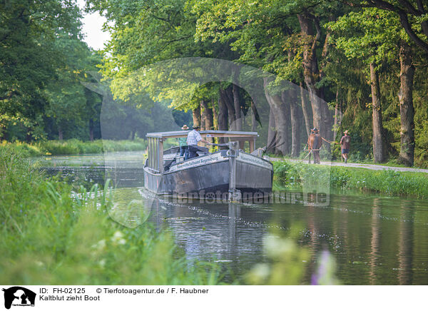 Kaltblut zieht Boot / coldblood in front of a boot / FH-02125