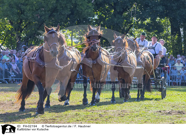 Kaltblter vor Kutsche / coldbloods before carriage / FH-02194