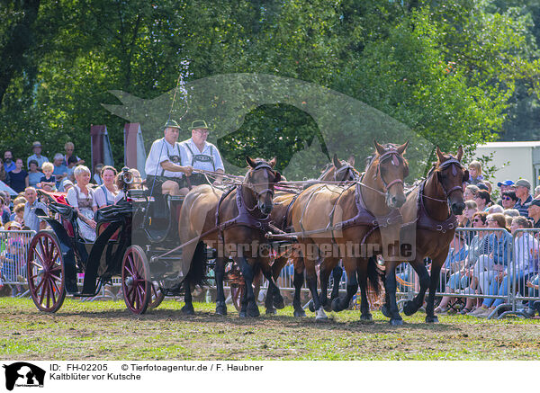 Kaltblter vor Kutsche / coldbloods before carriage / FH-02205