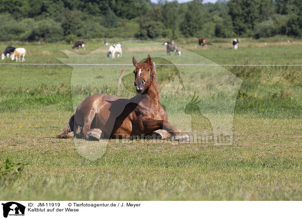 Kaltblut auf der Wiese / coldblood in the meadow / JM-11919