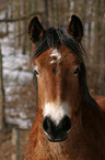 Kaltblut Portrait