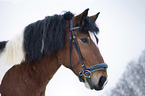 Kaltblut Portrait