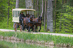 Kaltblter vor der Kutsche