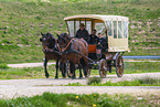 Kaltblter vor der Kutsche