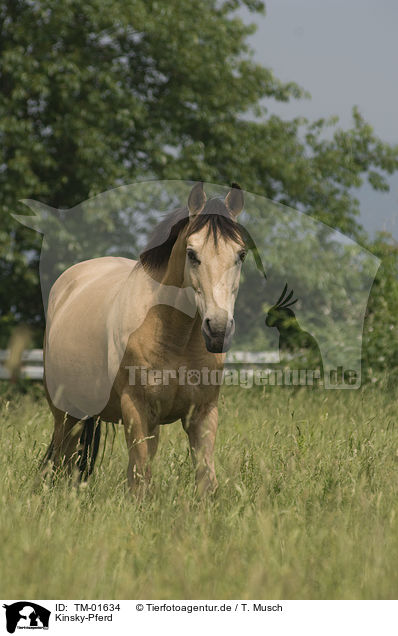 Kinsky-Pferd / TM-01634