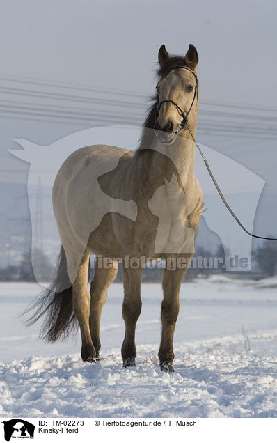 Kinsky-Pferd / TM-02273