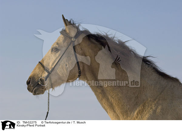 Kinsky-Pferd Portrait / TM-02275