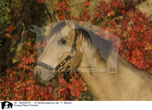 Kinsky-Pferd Portrait / Kinsky horse portrait / TM-02570