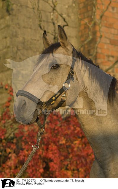 Kinsky-Pferd Portrait / Kinsky horse portrait / TM-02573