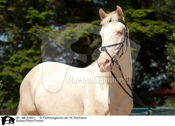 Kinsky-Pferd Portrait / NS-03891