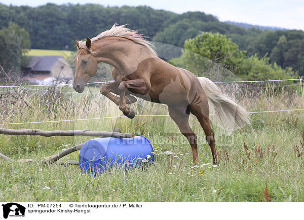 springender Kinsky-Hengst / jumping Kinsky Horse Stallion / PM-07254
