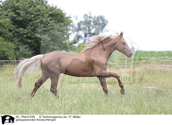 galoppierender Kinsky-Hengst / galloping Kinsky Horse Stallion / PM-07256