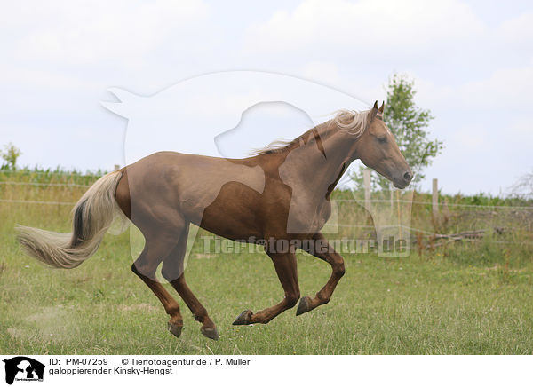 galoppierender Kinsky-Hengst / galloping Kinsky Horse Stallion / PM-07259