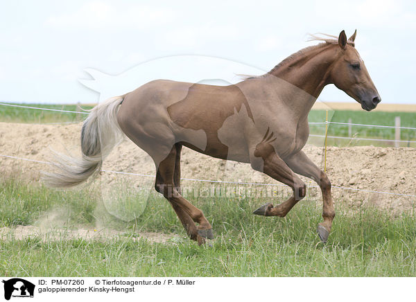 galoppierender Kinsky-Hengst / galloping Kinsky Horse Stallion / PM-07260