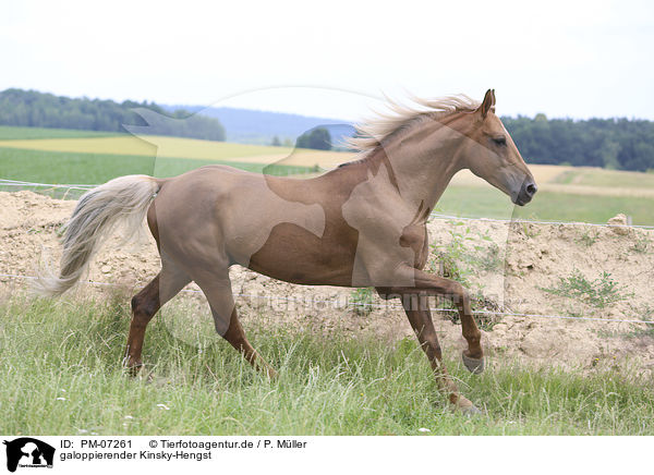galoppierender Kinsky-Hengst / galloping Kinsky Horse Stallion / PM-07261