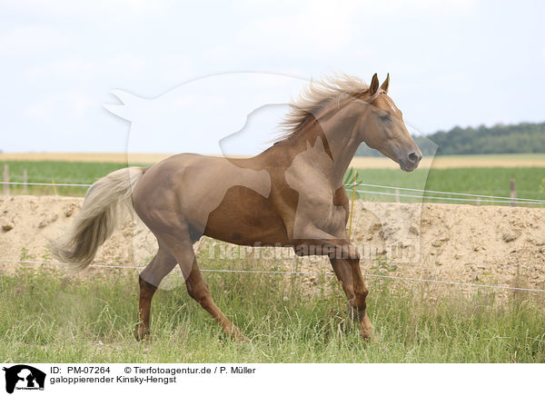 galoppierender Kinsky-Hengst / galloping Kinsky Horse Stallion / PM-07264