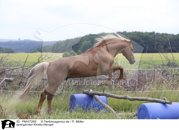 springender Kinsky-Hengst / jumping Kinsky Horse Stallion / PM-07265
