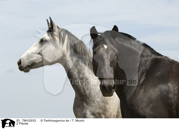2 Pferde / 2 horses / TM-02932