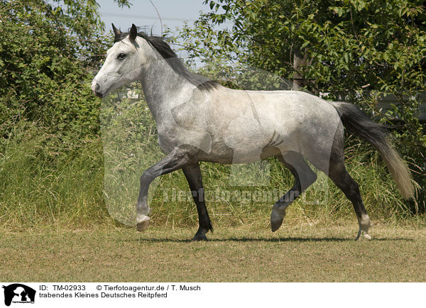 trabendes Kleines Deutsches Reitpferd / TM-02933