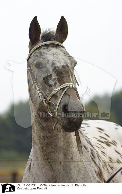Knabstrupper Portrait / horse head / IP-00127