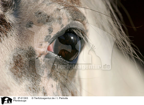 Pferdeauge / horseeye / IP-01363