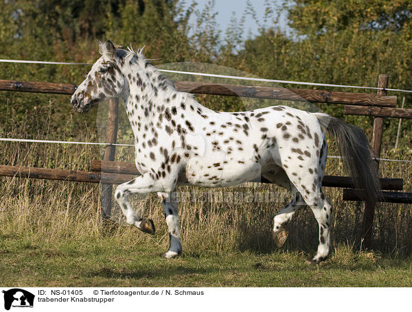 trabender Knabstrupper / trotting horse / NS-01405