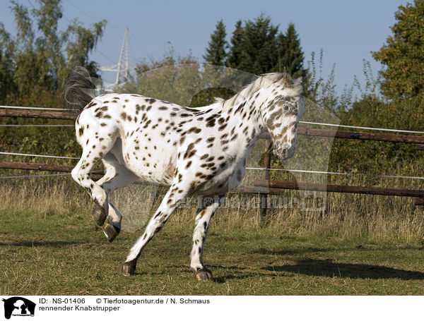 rennender Knabstrupper / running horse / NS-01406