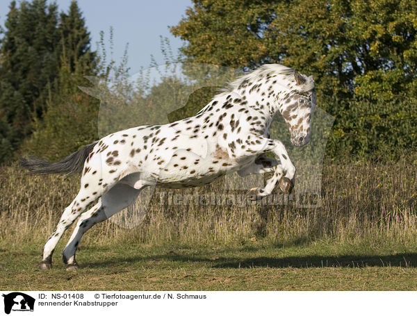 rennender Knabstrupper / running horse / NS-01408