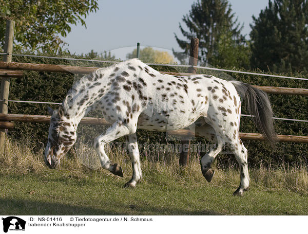 trabender Knabstrupper / trotting horse / NS-01416