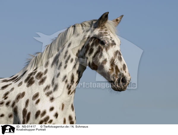 Knabstrupper Portrait / horse portrait / NS-01417