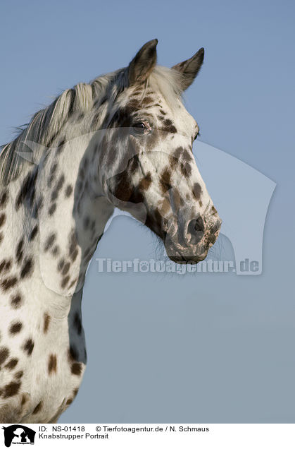 Knabstrupper Portrait / horse portrait / NS-01418