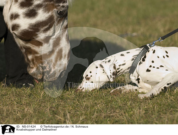 Knabstrupper und Dalmatiner / horse and dalmatian / NS-01424